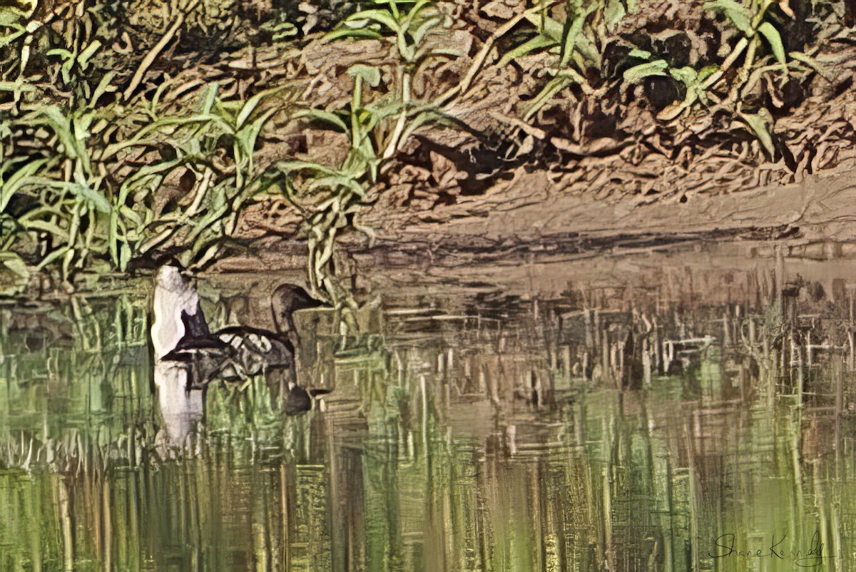 Spotted Whistling-Duck - ML642629663