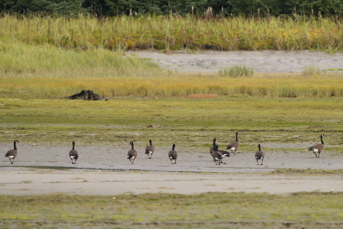 Canada Goose - ML642629665