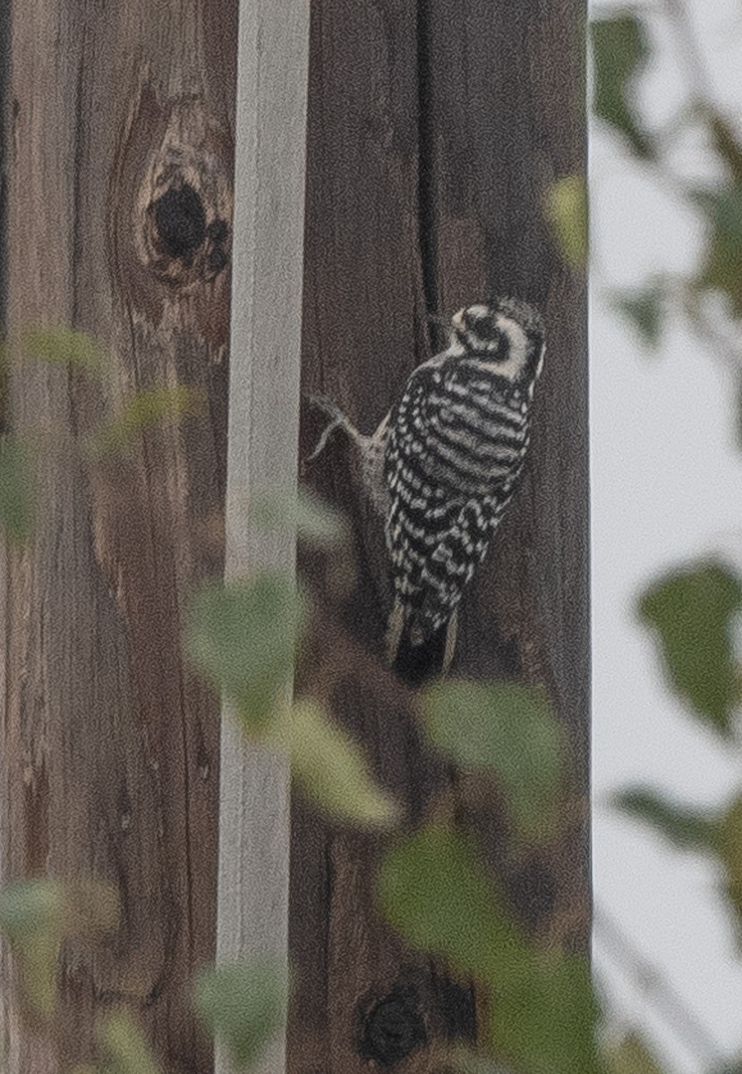 Nuttall's Woodpecker - ML642629666
