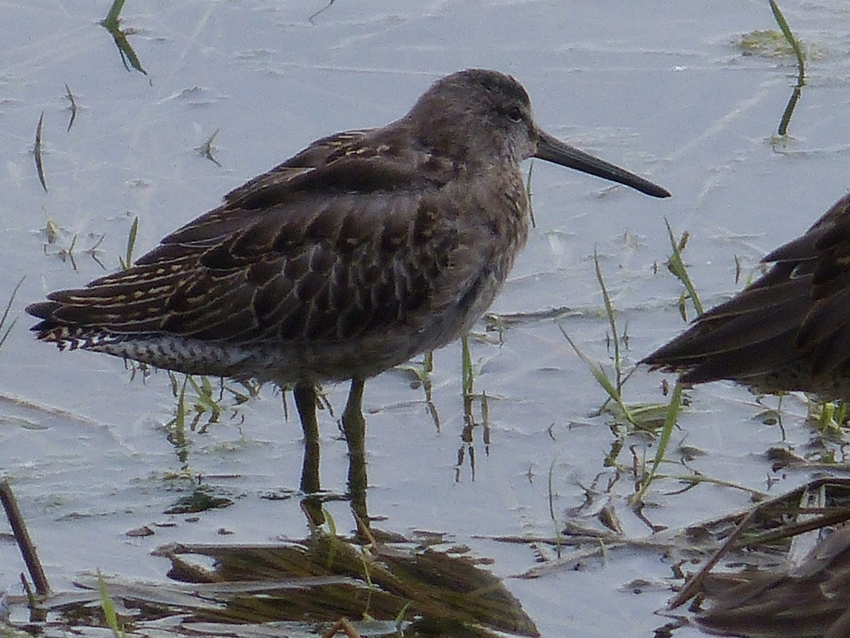 Short-billed Dowitcher - ML642629671