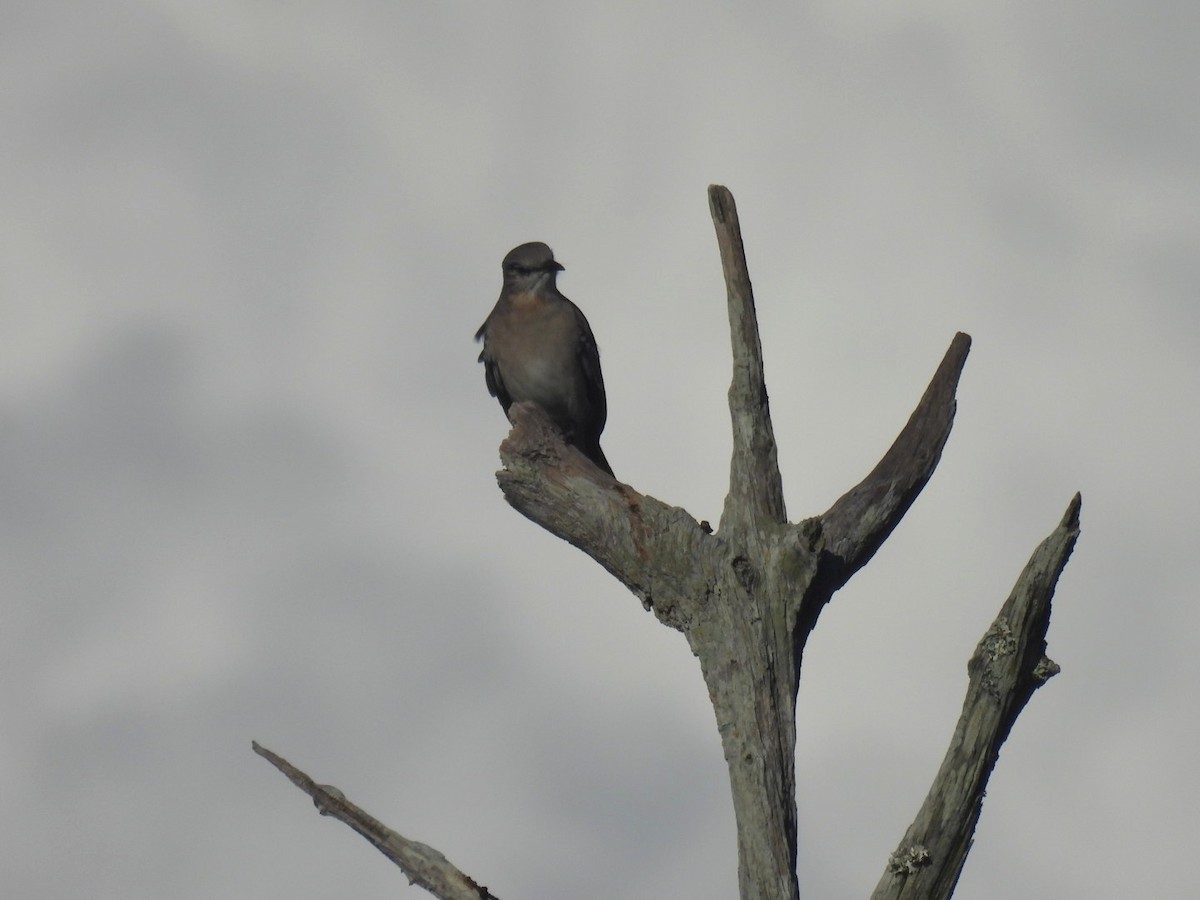 Northern Mockingbird - ML642629672