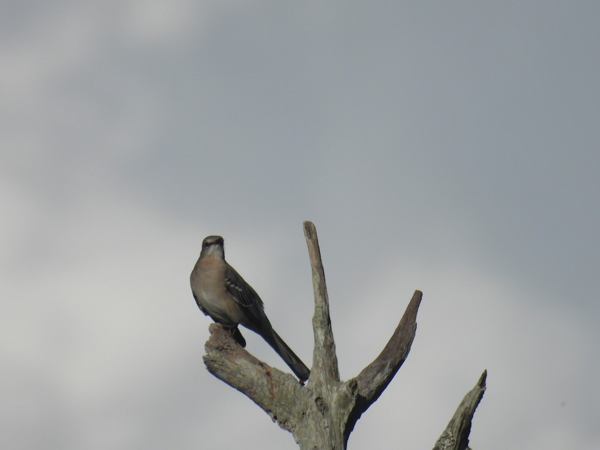 Northern Mockingbird - ML642629674