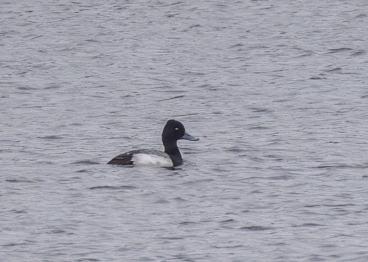 Lesser Scaup - ML642629679