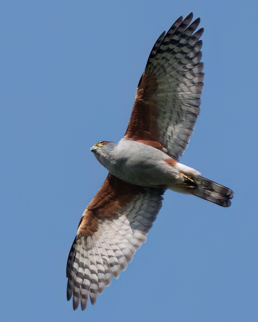 Rufous-thighed Kite - ML642629681