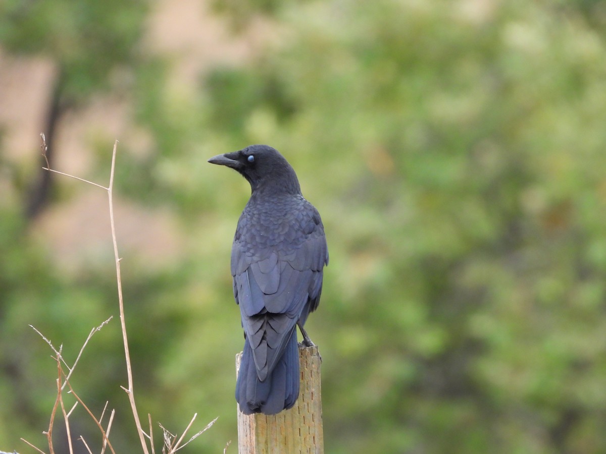 American Crow - ML642629682