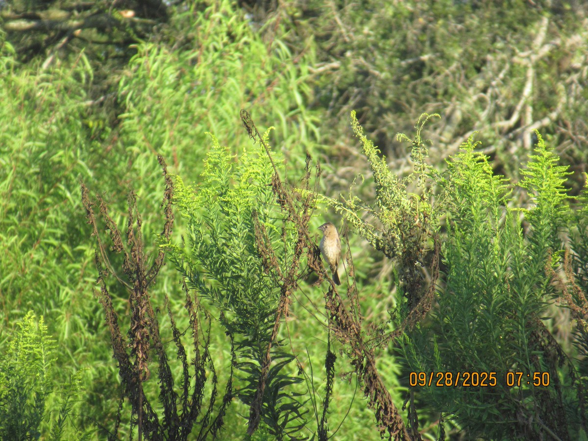Blue Grosbeak - ML642629683