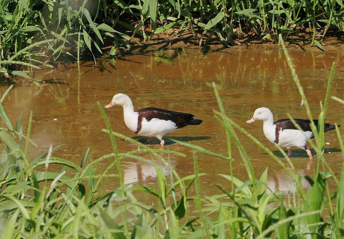 Radjah Shelduck - ML642629685