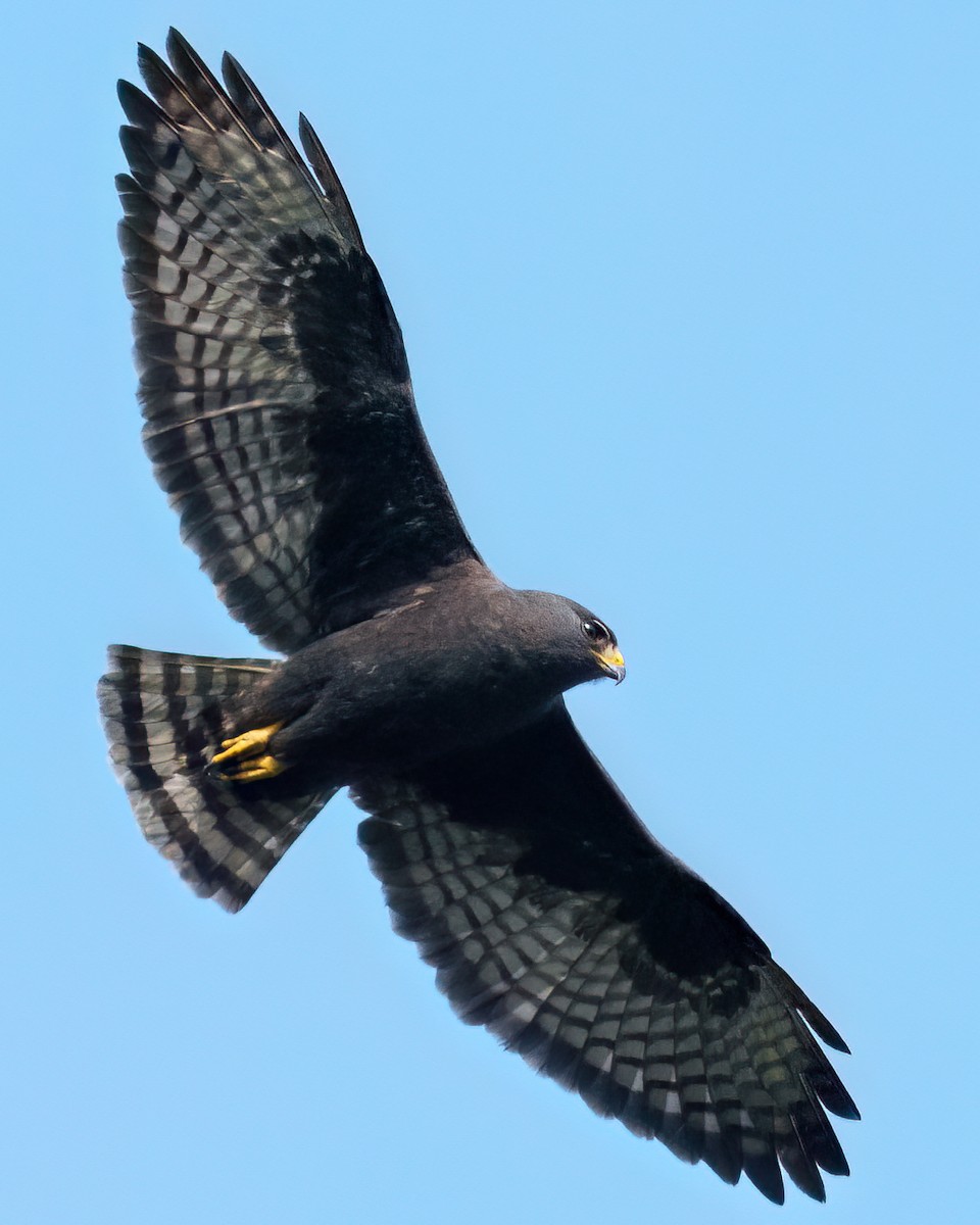 Short-tailed Hawk - ML642629688
