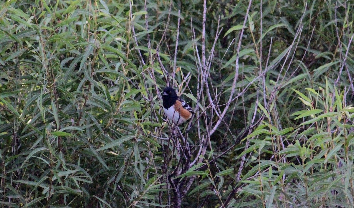 Spotted Towhee - ML642629691