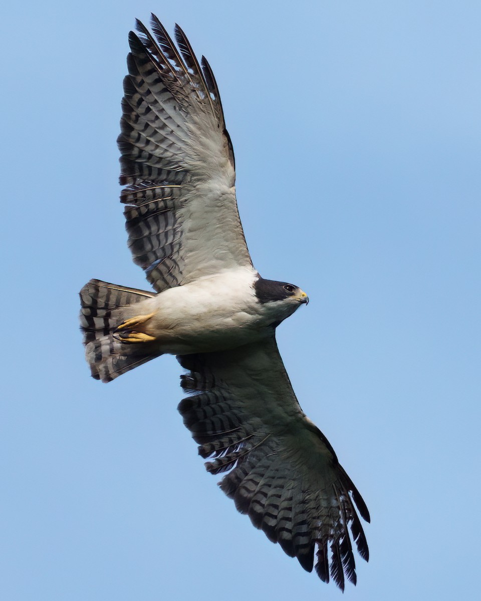 Short-tailed Hawk - ML642629693