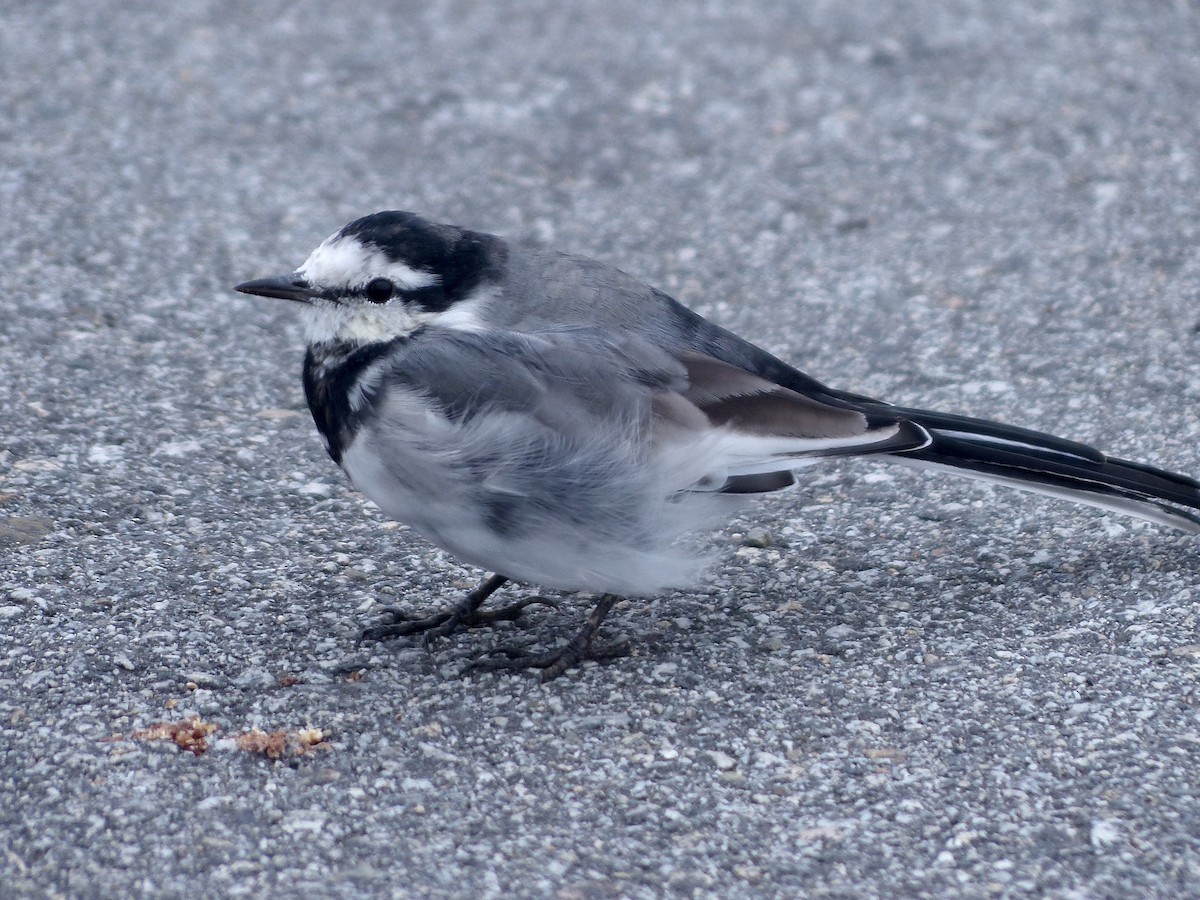 White Wagtail (Black-backed) - ML642629698