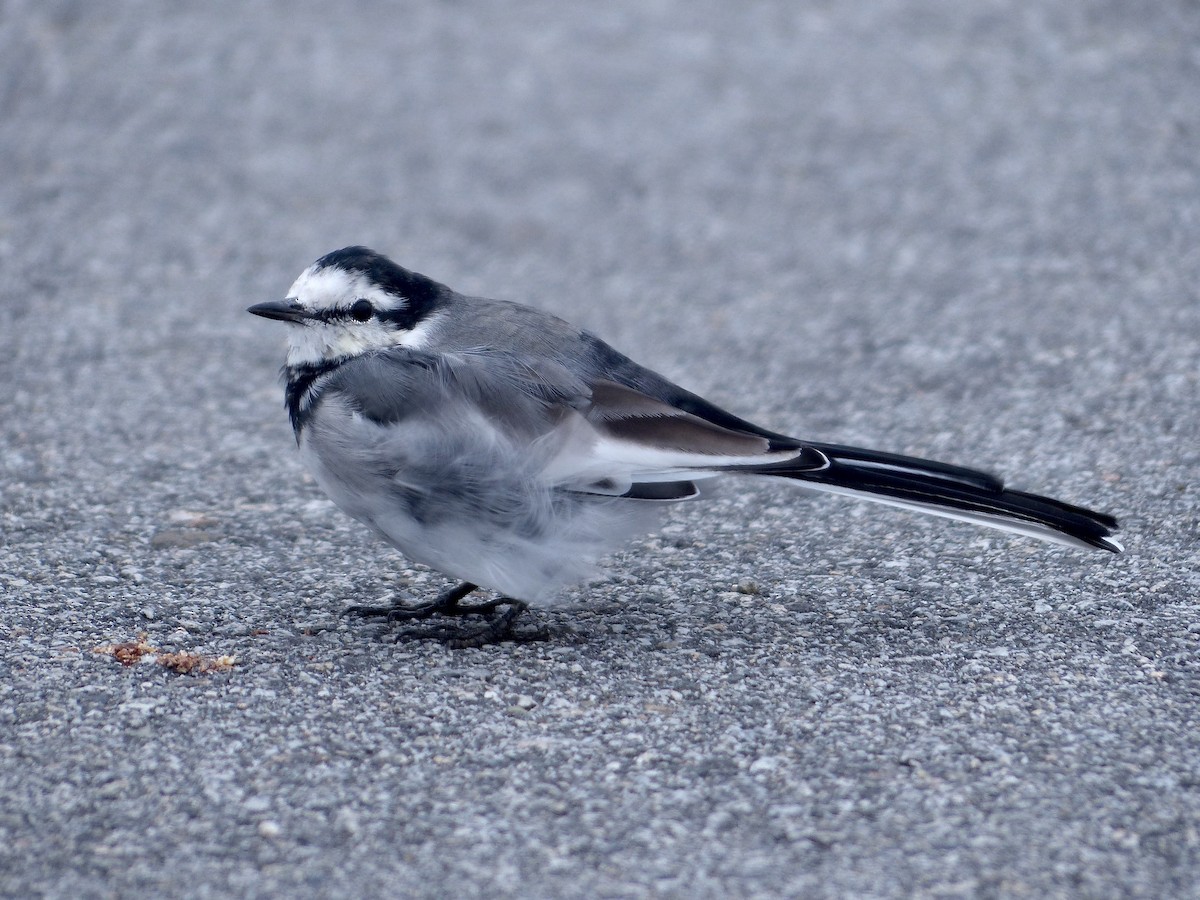 White Wagtail (Black-backed) - ML642629699