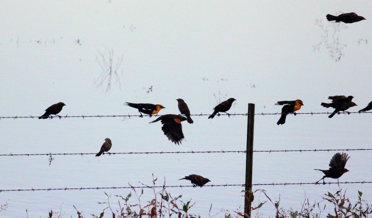 Yellow-headed Blackbird - ML642629703