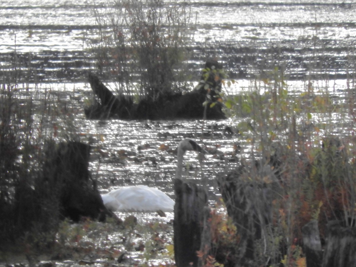 Trumpeter Swan - ML642629712