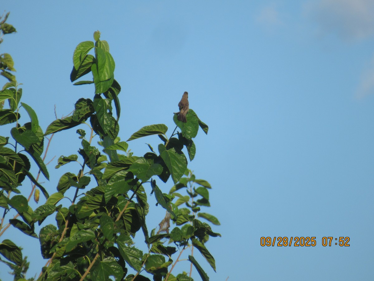 Blue Grosbeak - ML642629715