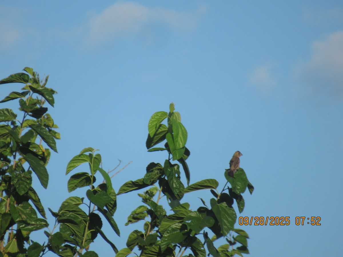 Blue Grosbeak - ML642629716