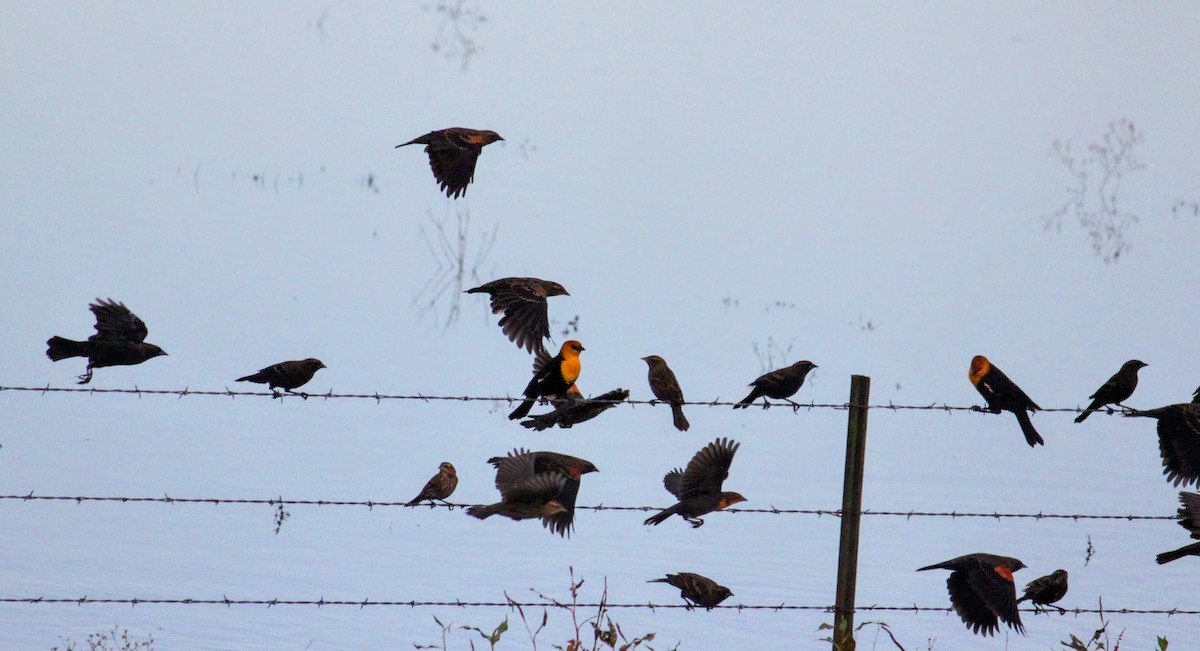 Yellow-headed Blackbird - ML642629723