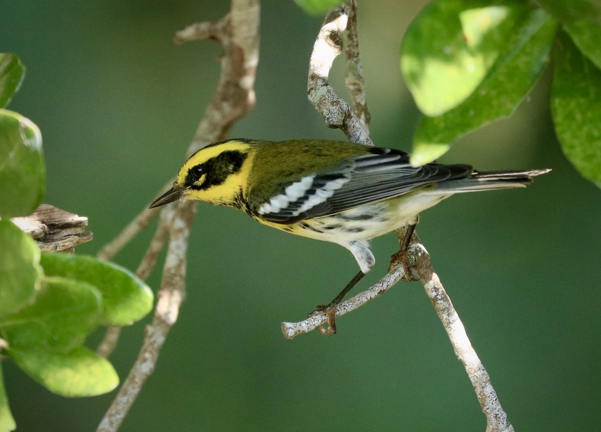 Townsend's Warbler - ML642629724