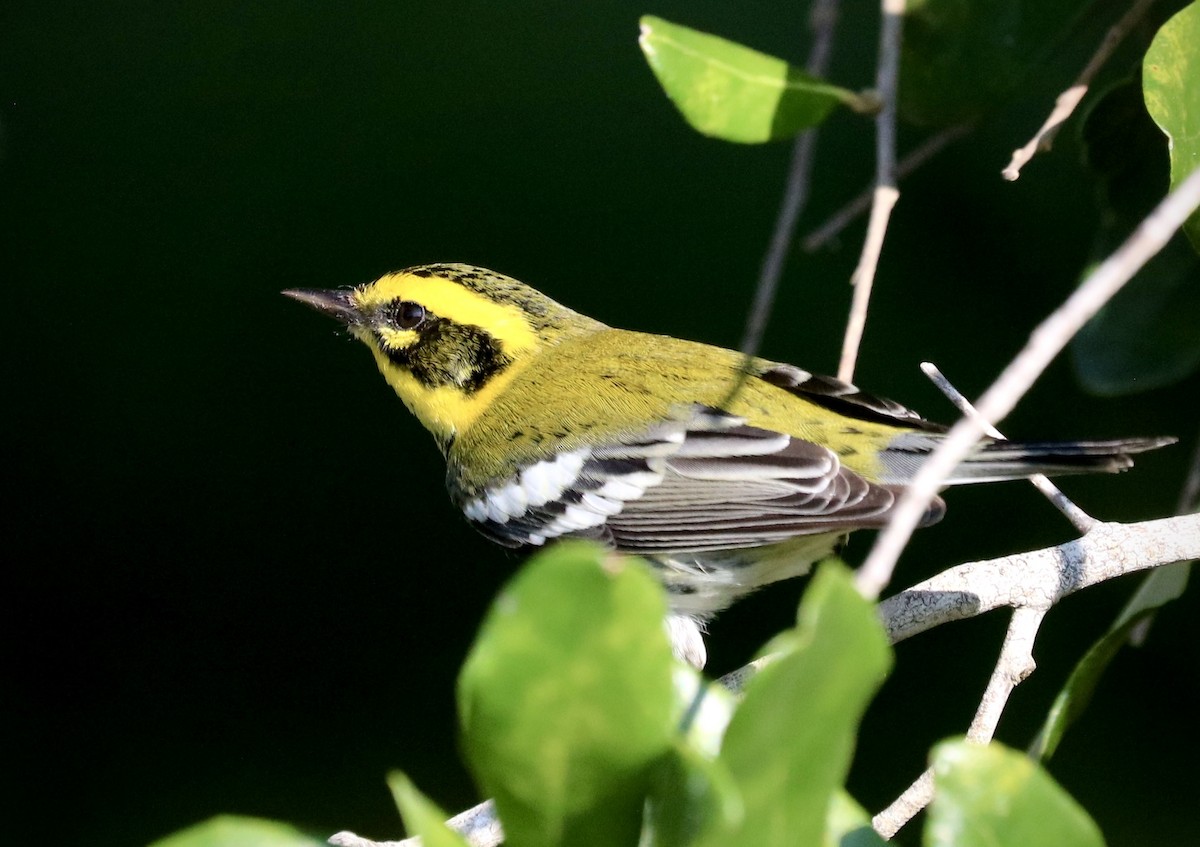 Townsend's Warbler - ML642629725