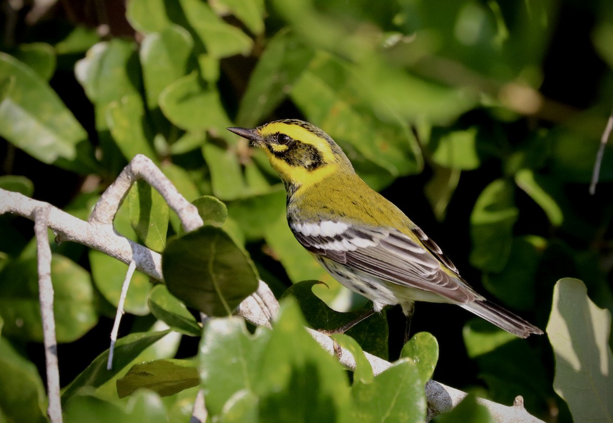 Townsend's Warbler - ML642629726