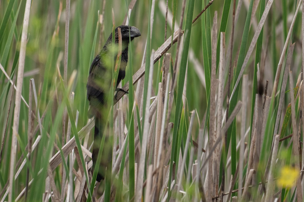 Smooth-billed Ani - Neo Morpheus