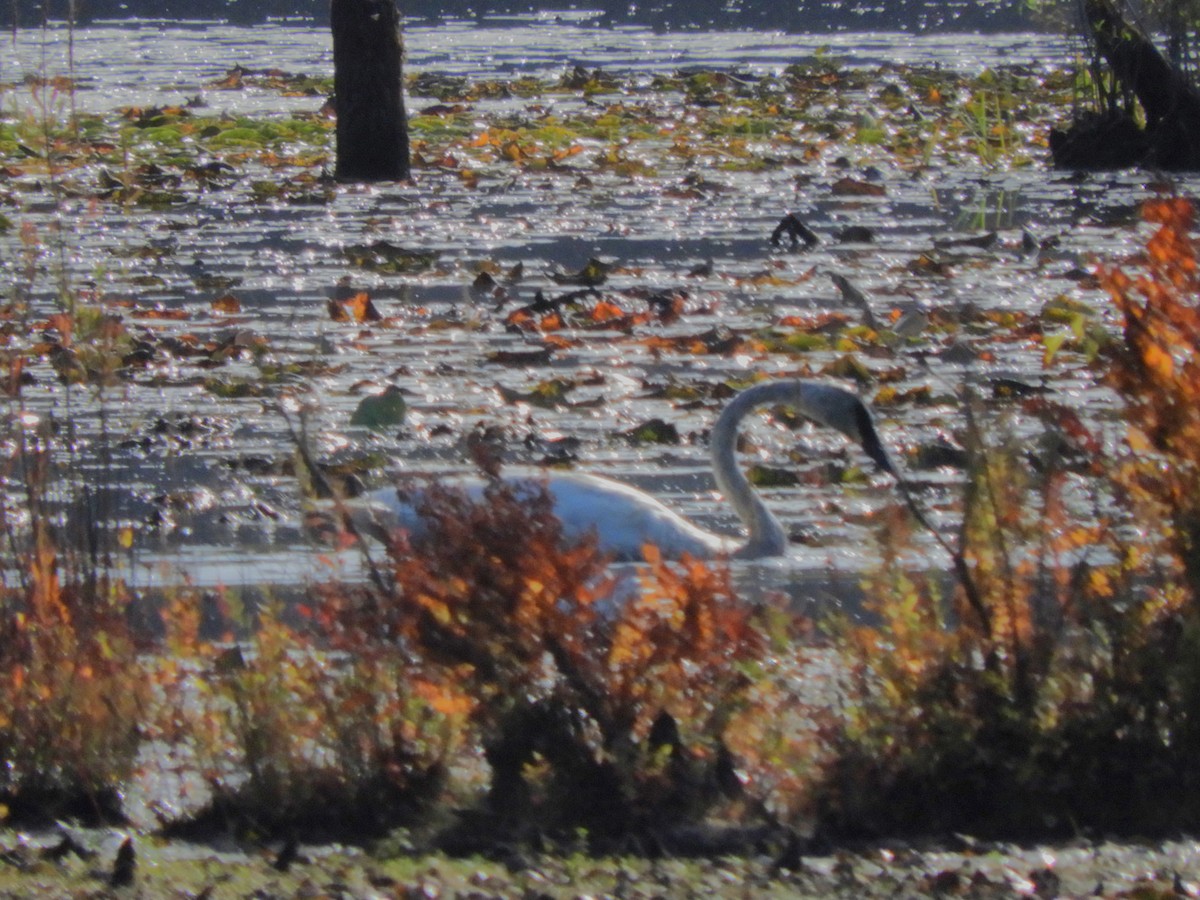 Trumpeter Swan - ML642629730