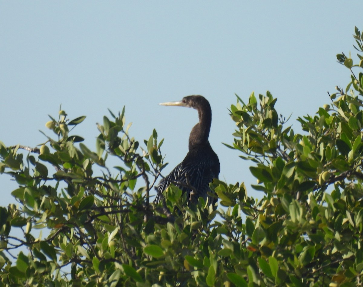 Anhinga - ML642629736