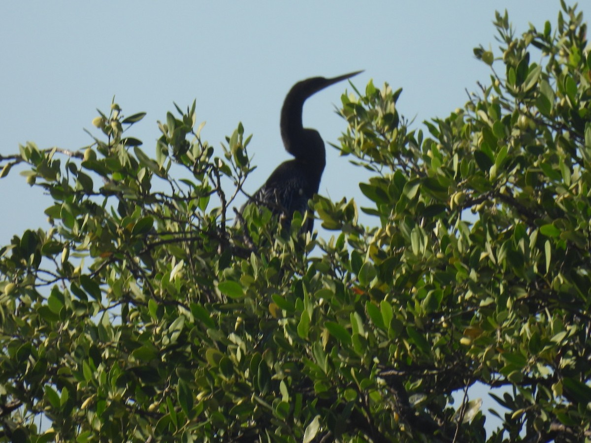 Anhinga - ML642629737