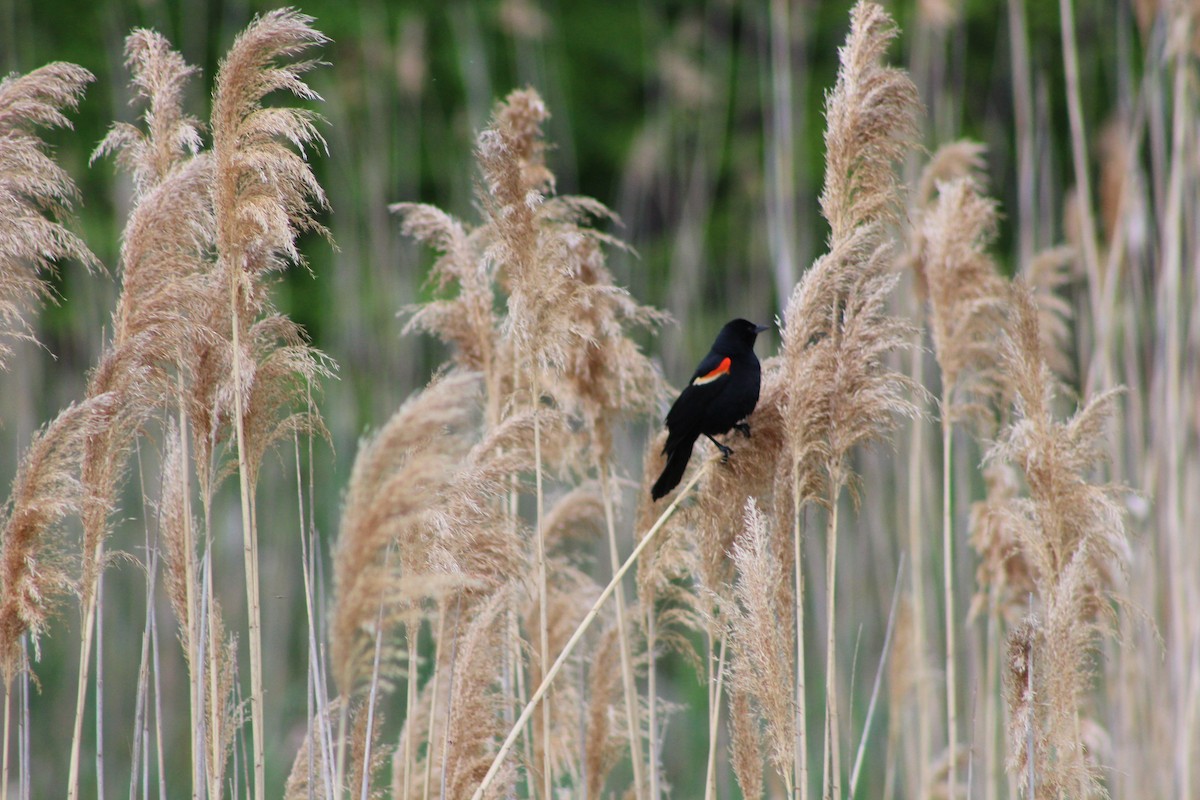 Red-winged Blackbird - ML642629740