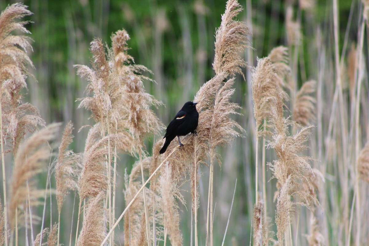 Red-winged Blackbird - ML642629741