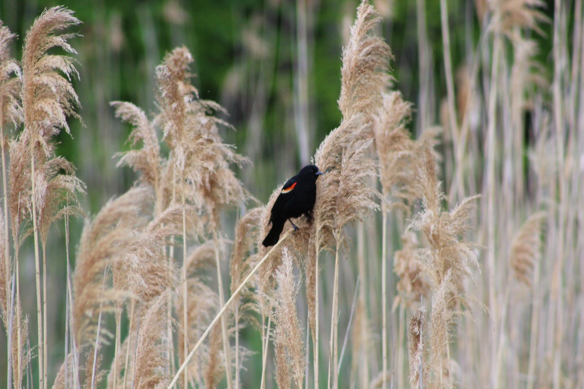 Red-winged Blackbird - ML642629742