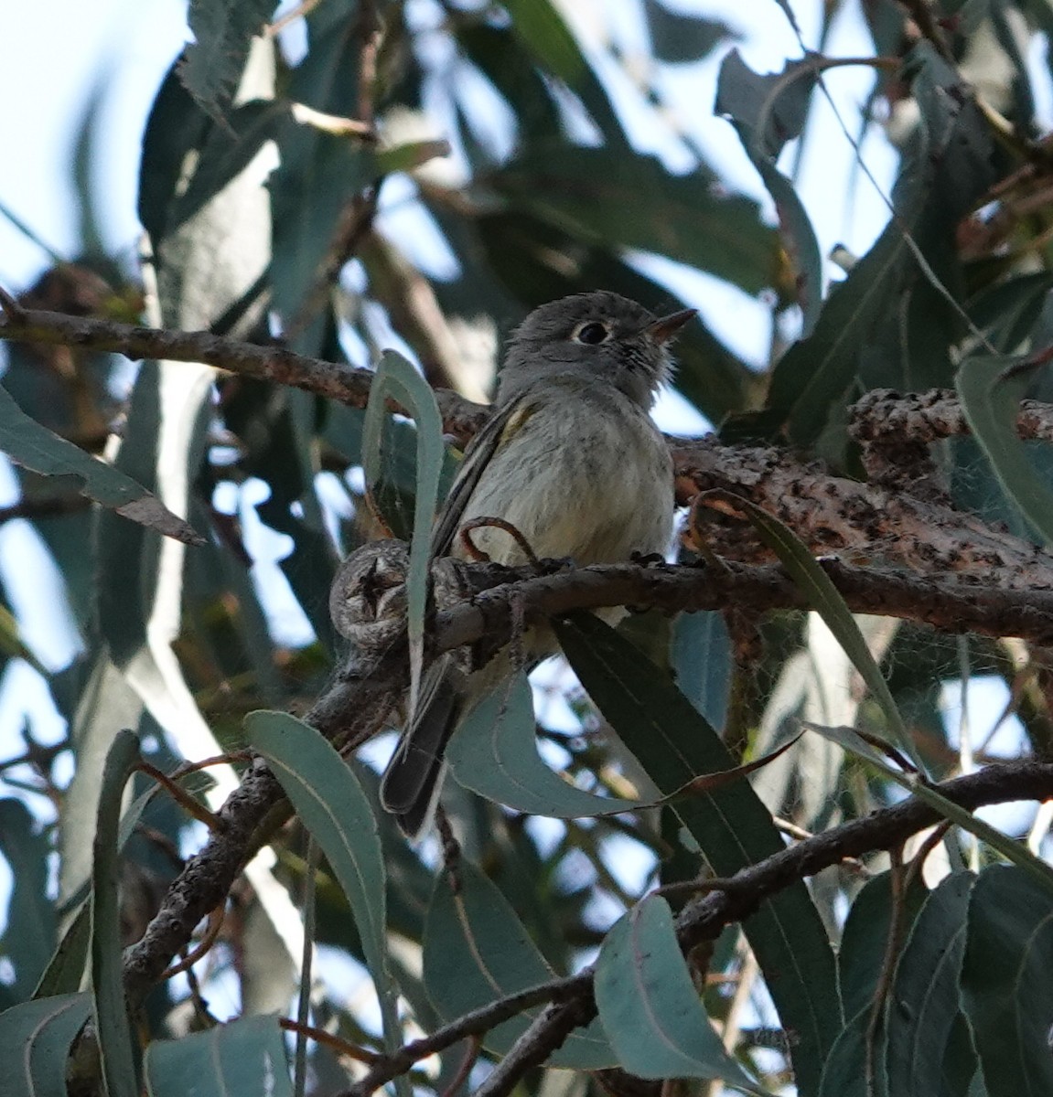 Empidonax sp. - ML642629774