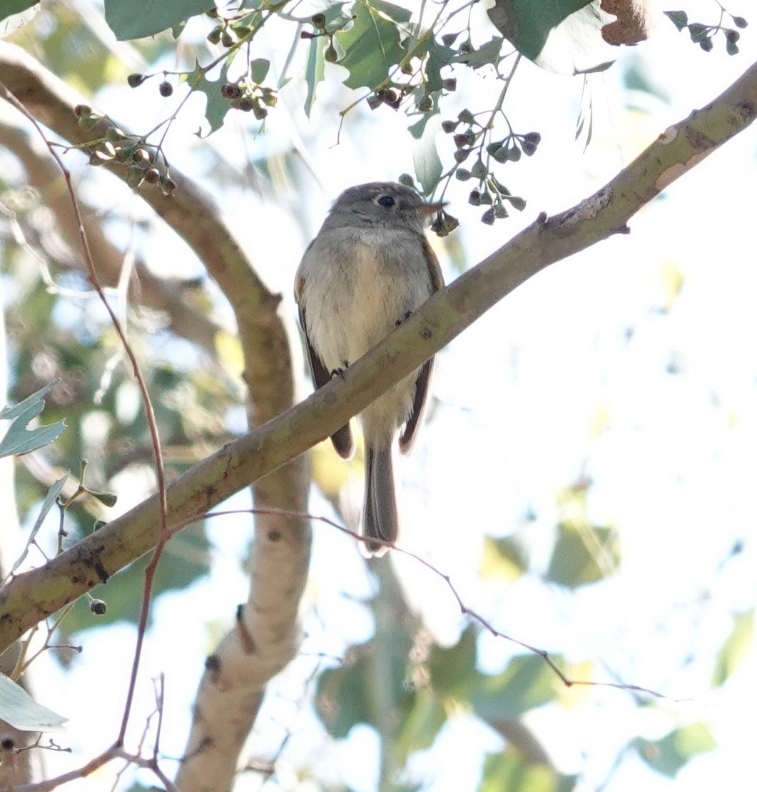 Empidonax sp. - ML642629775