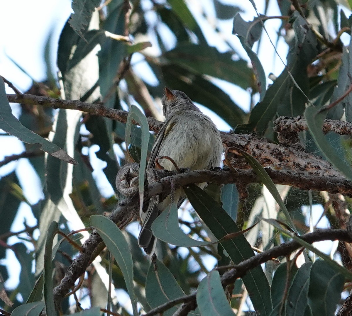 Empidonax sp. - ML642629776