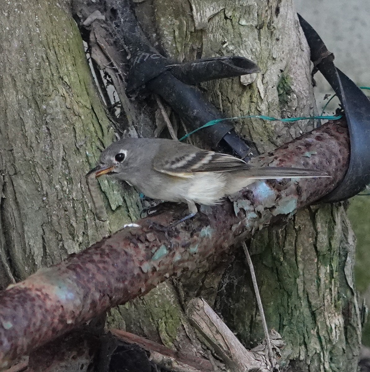 Empidonax sp. - ML642629777