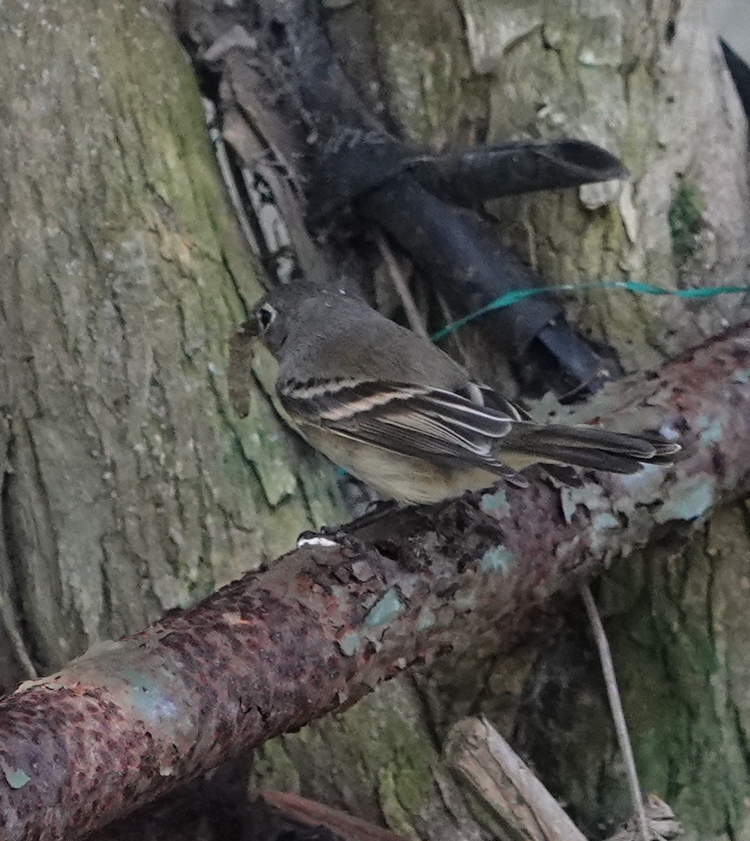 Empidonax sp. - ML642629779