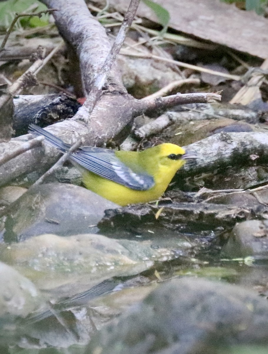 Blue-winged Warbler - ML642629783