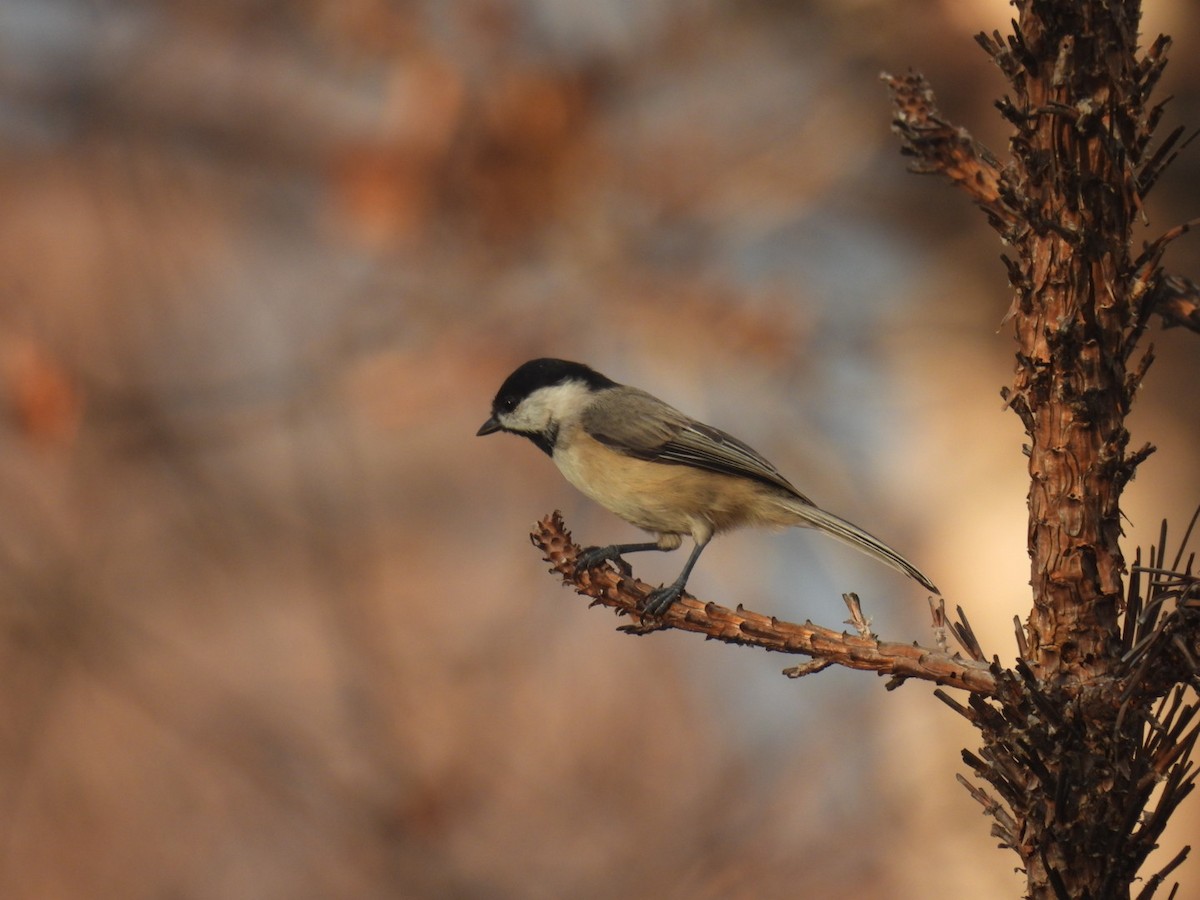 Carolina Chickadee - ML642629784