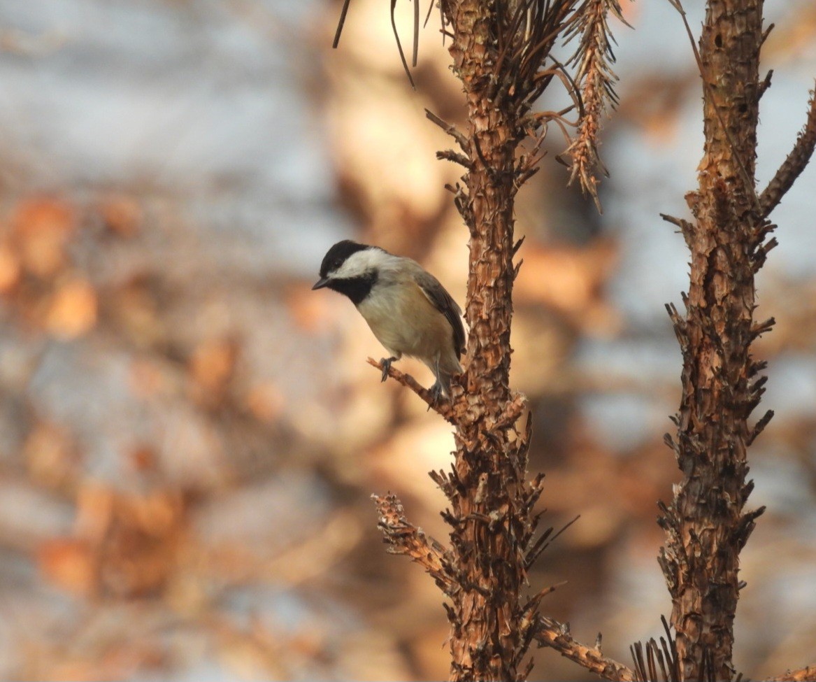 Carolina Chickadee - ML642629785