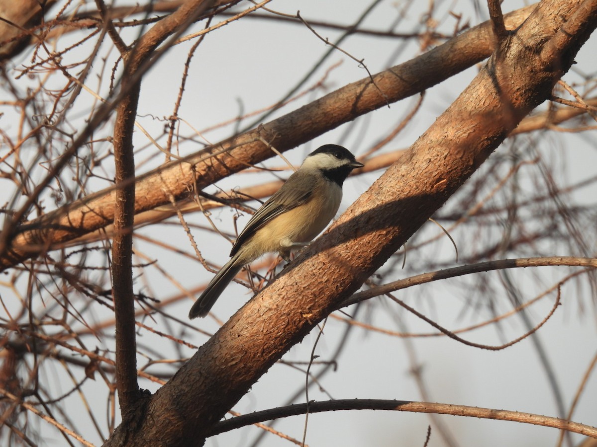 Carolina Chickadee - ML642629786