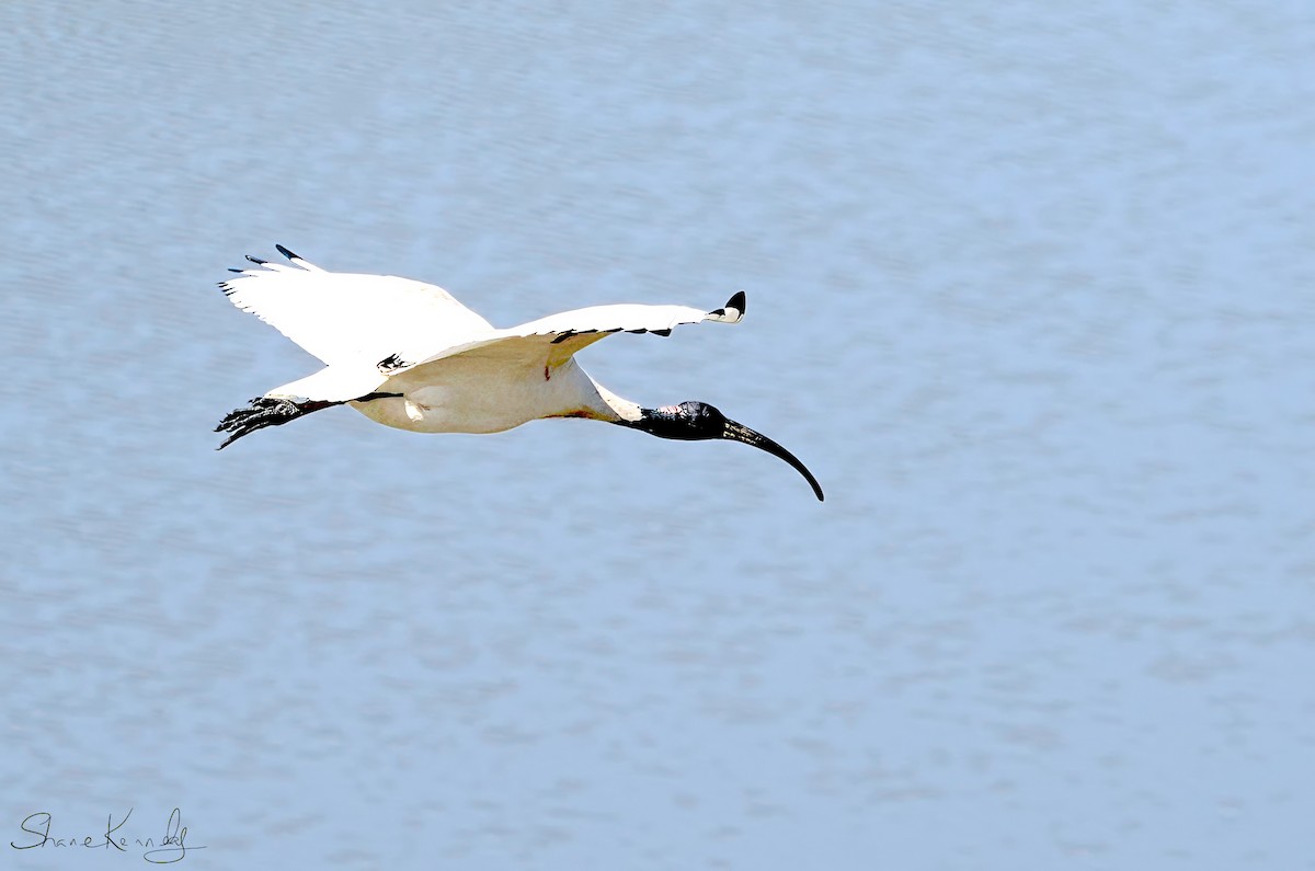 Australian Ibis - ML642629798