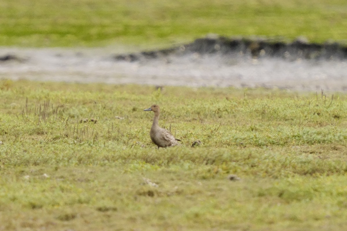 Northern Pintail - ML642629801