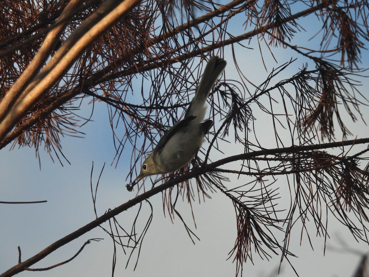 Blue-gray Gnatcatcher - ML642629802