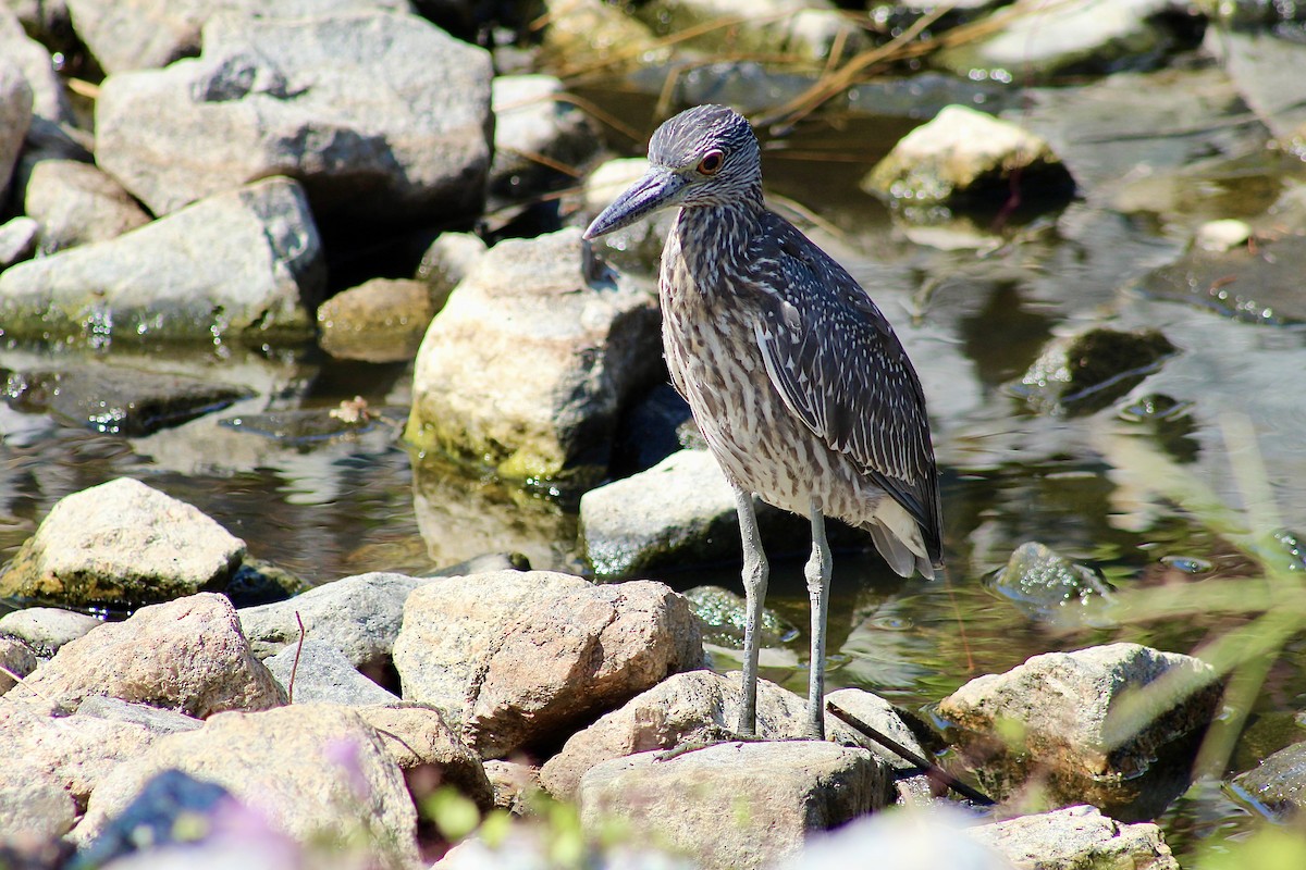 Yellow-crowned Night Heron - ML642629818