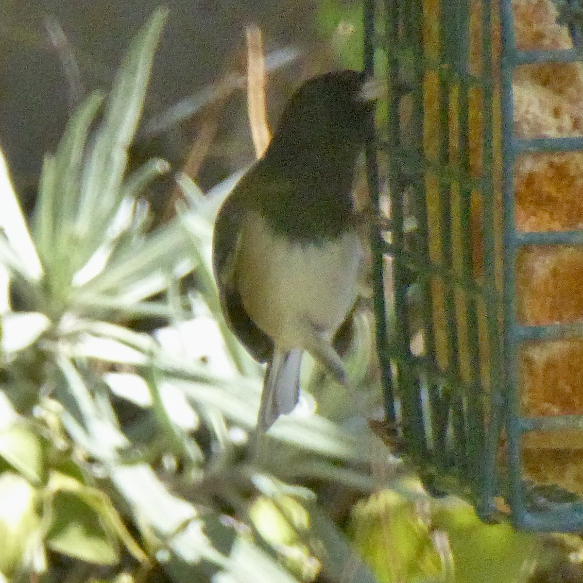 Dark-eyed Junco - ML642629836