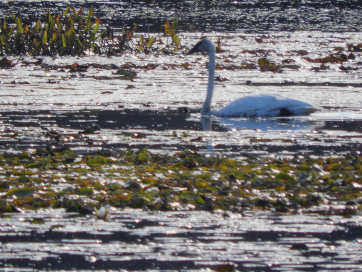 Trumpeter Swan - ML642629838