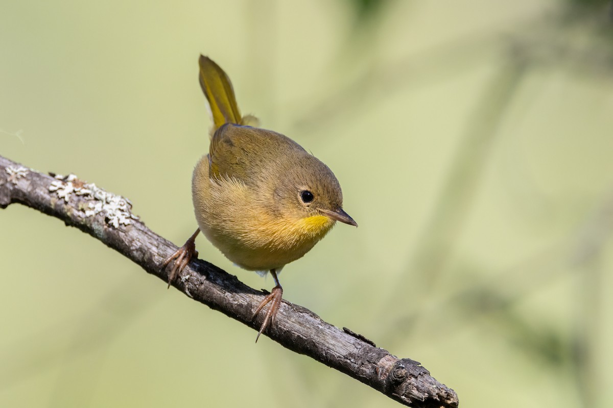 Common Yellowthroat - ML642629840