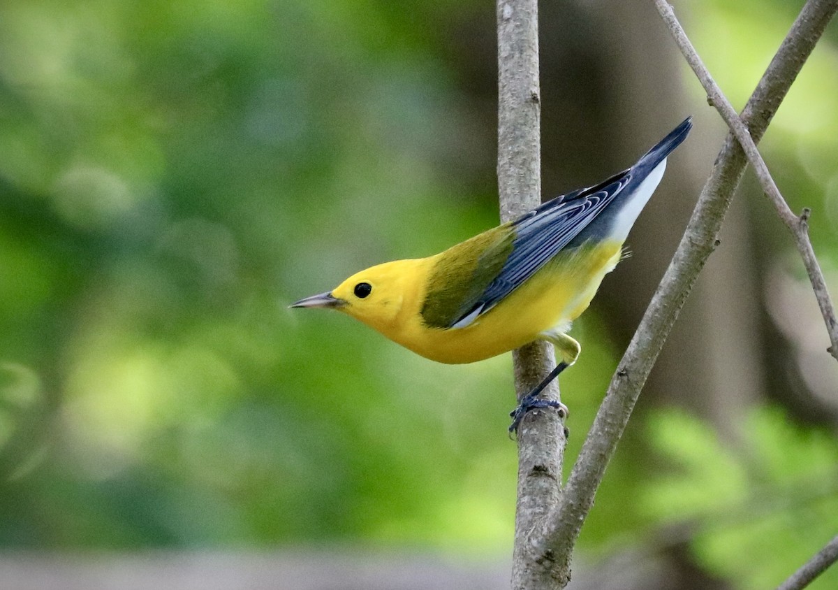 Prothonotary Warbler - ML642629841