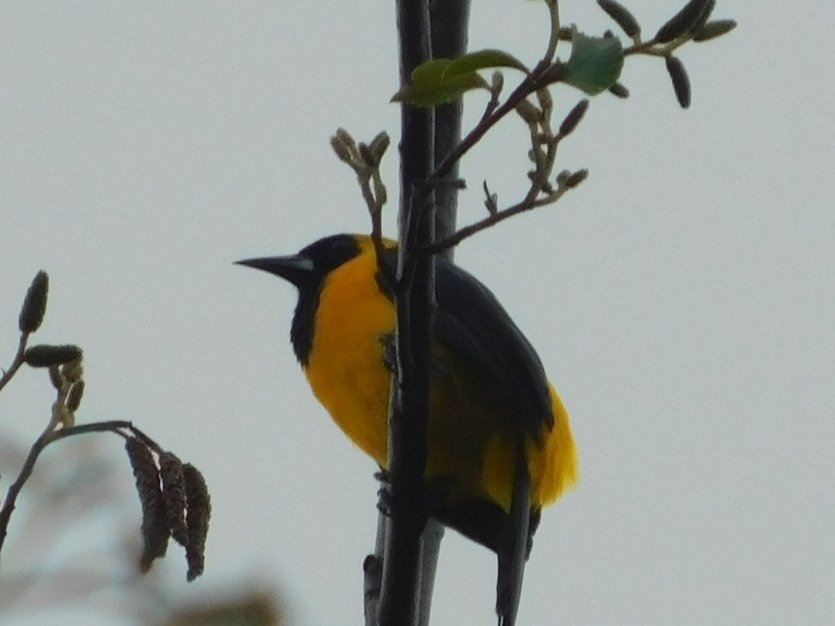 Yellow-backed Oriole - ML642629860