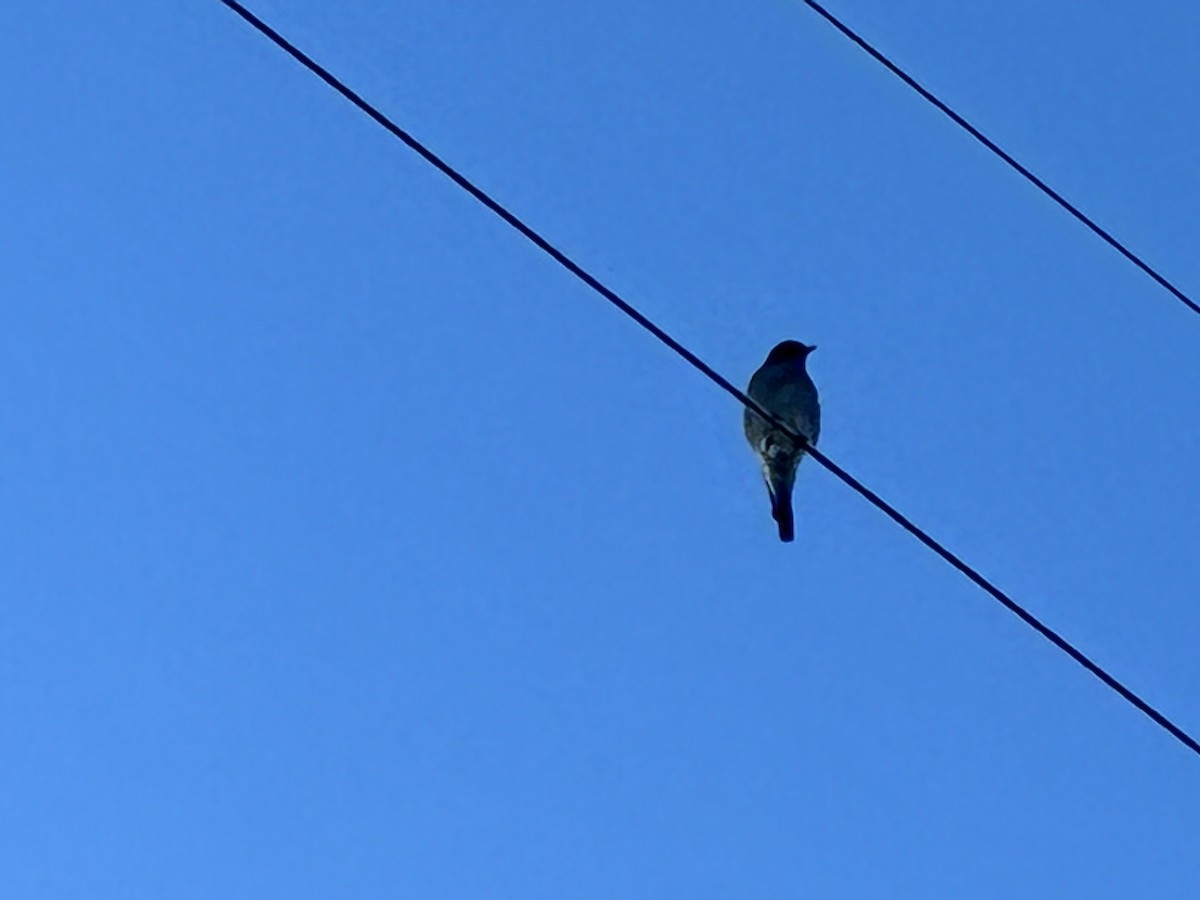 Western Bluebird - ML642629873